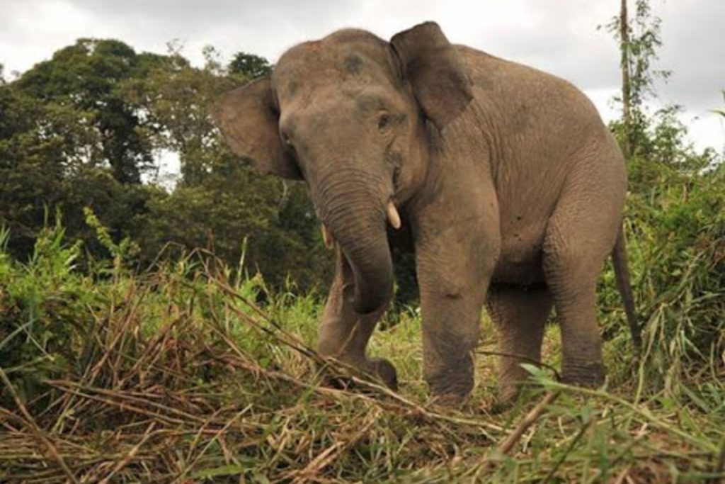 Meet These 9 Native Animals in Indonesia - FactsofIndonesia.com
