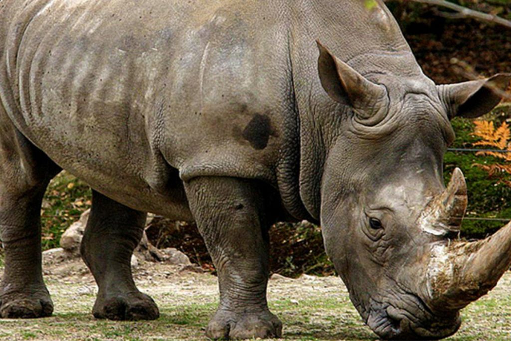 Meet These 9 Native Animals in Indonesia - FactsofIndonesia.com