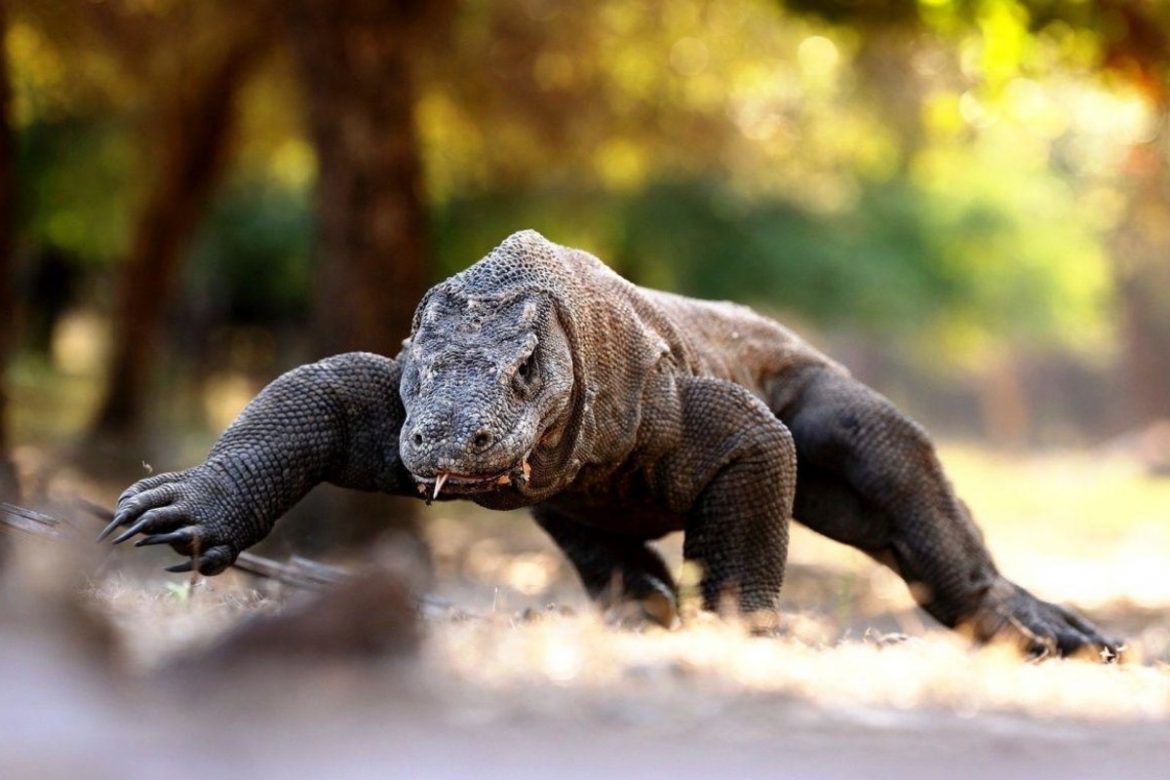 Meet These 9 Native Animals in Indonesia - FactsofIndonesia.com