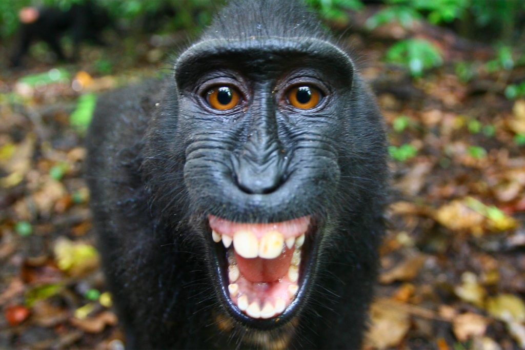 Meet These 9 Native Animals in Indonesia - FactsofIndonesia.com