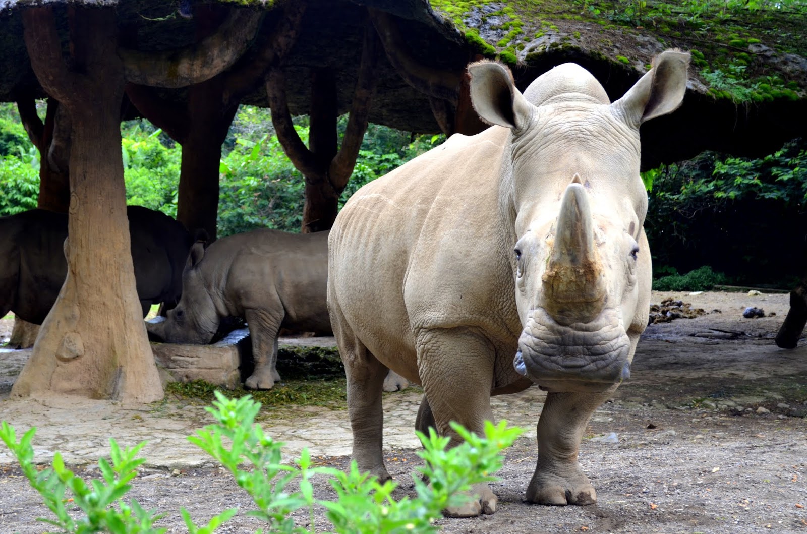 8 Native Animals of Indonesia That Need Protection