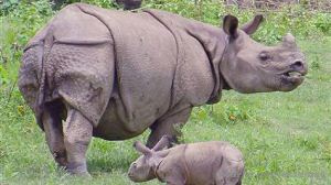 17 Native Animals in Indonesia - Characteristics - FactsofIndonesia.com