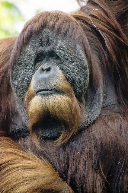 Native Indonesia Animals : 5 Alluring Native Animals of Indonesia