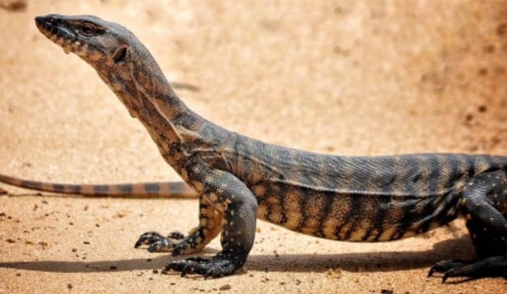 9 Native Animals in Bali That Almost Extinct - FactsofIndonesia.com