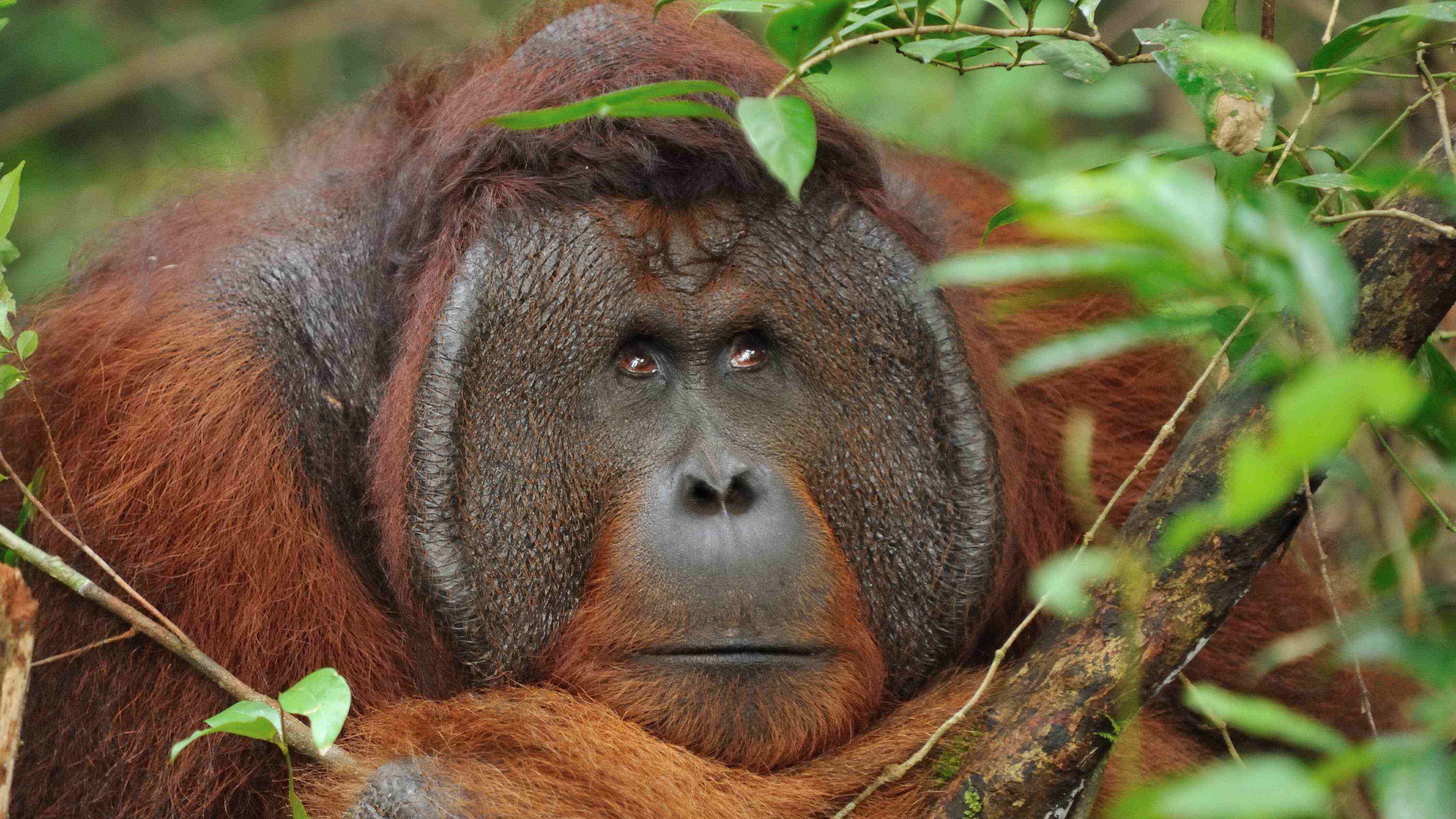 Pulau Kaja Tour, Kaja Island orangutan tours, to the Jungle of