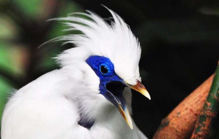 9 Native Animals in Bali That Almost Extinct - FactsofIndonesia.com