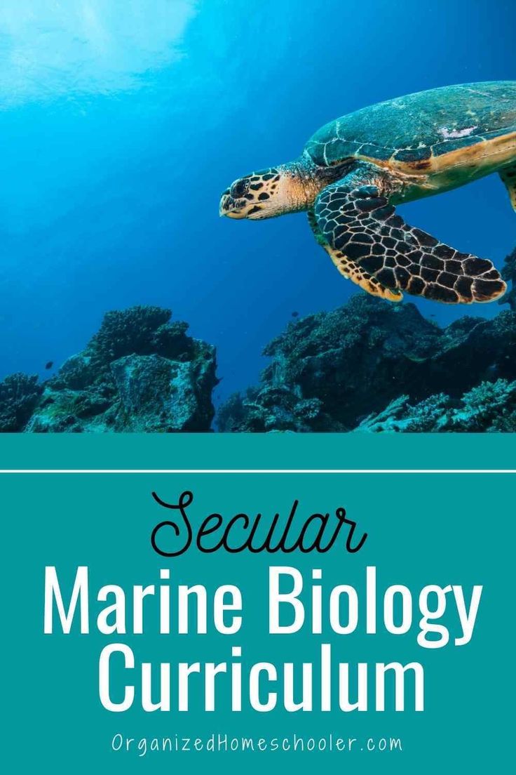 Secular Homeschool Marine Biology Curriculum in 2022 | Homeschool