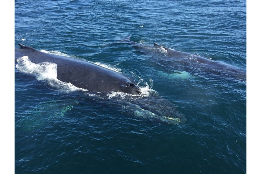 Marine Biology Camp | Roger Williams University