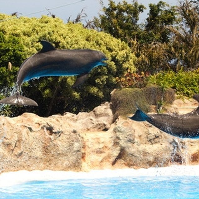 Top Colleges for Marine Mammalogy | Marine biology, Marine, Biology college