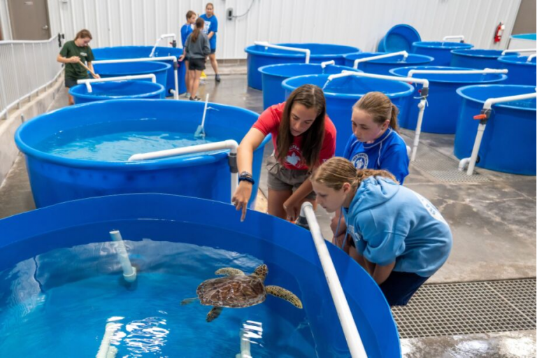 Marine Biology Summer Camp Programs in NC - Sea Turtle Camp
