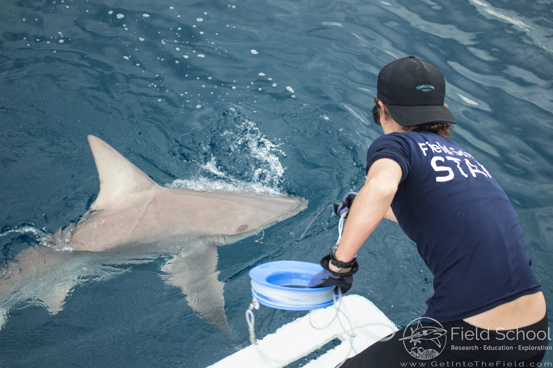 The challenges built into marine conservation biology - Save Our Seas