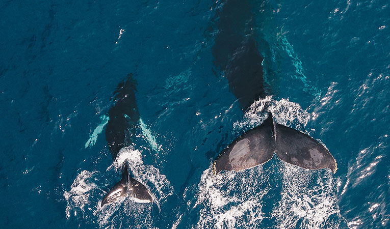 5 Best Places for Marine Biology Summer Programs Abroad