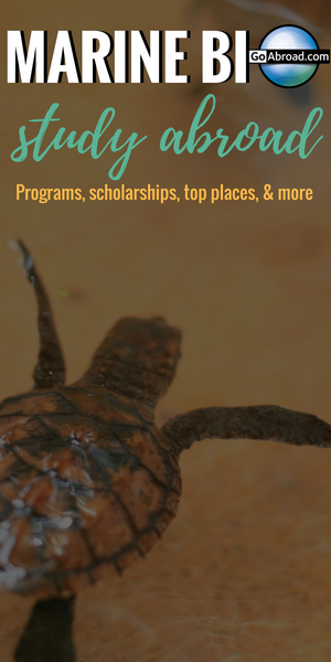 Pin on Study Abroad ️