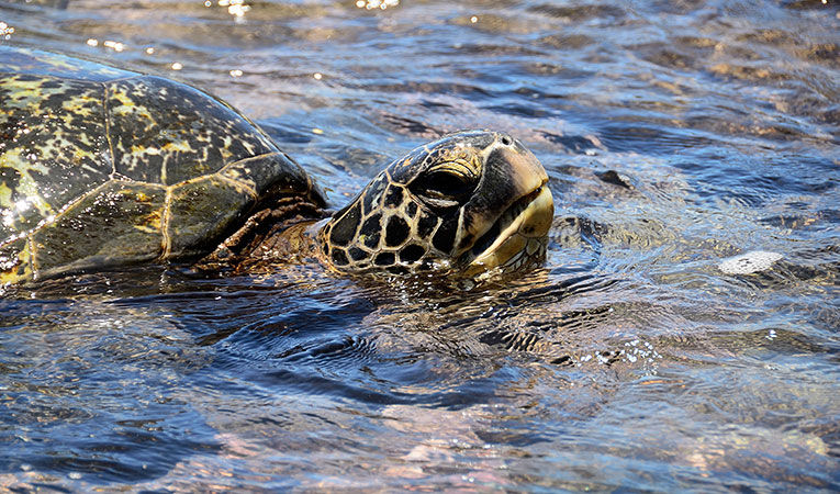 Get Your Feet Wet With These 9 Marine Biology Internships...