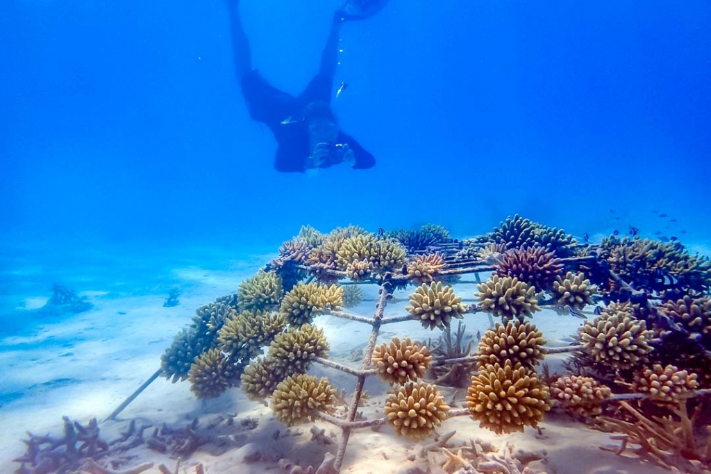 Marine Biology Internships in the Maldives - Marine Savers