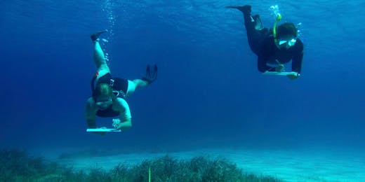 Marine Biology Internships | Programs For Students & Grads