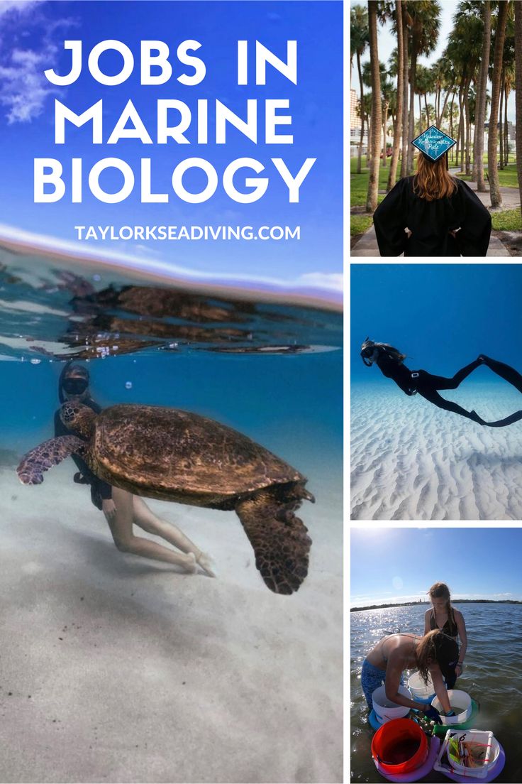 Job Opportunities in Marine Biology in 2021 | Marine biology, Diving