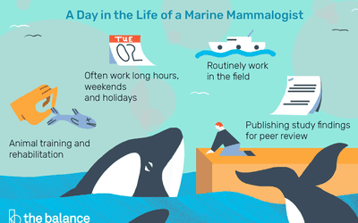 Marine Biologist Job Description: Salary, Skills, & More | Marine