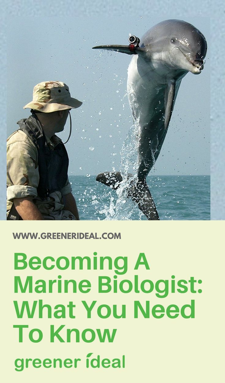 Becoming A Marine Biologist: What You Need To Know | Marine biology