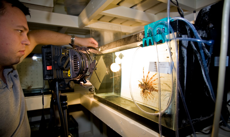 Pin by Nicole Gulachek on Career Dreams: Marine Biology | Marine