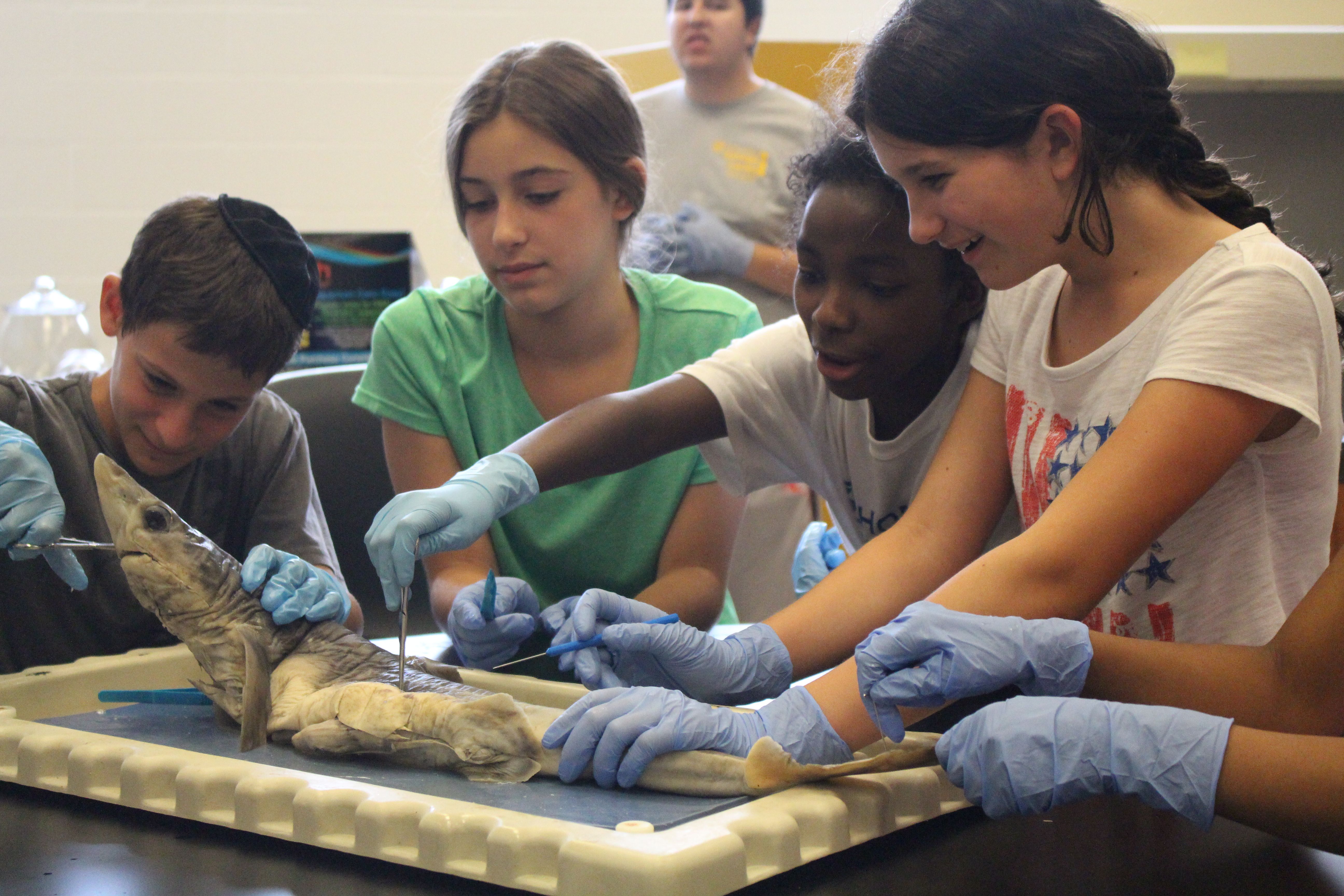 Our two-week specialty Marine Biology Camp is perfect for the child who