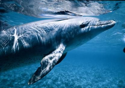 Pin on Marine Biology