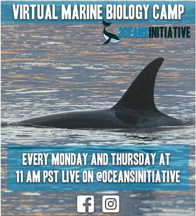 Oceans Initiative’s virtual marine biology camp streams Monday and