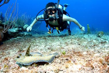 Marine Biology Camps | Sierra | Sail Caribbean | Marine biology, Sail