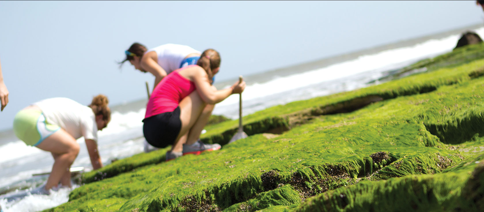 Marine Biology Summer Camp Programs in NC - Sea Turtle Camp