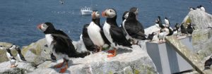 Puffins at Whale Camp