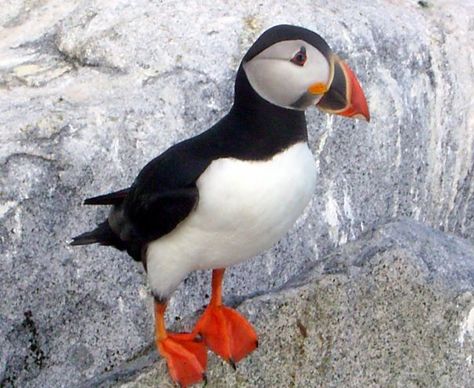 61 Marine biology ideas | marine biology, marine, biology