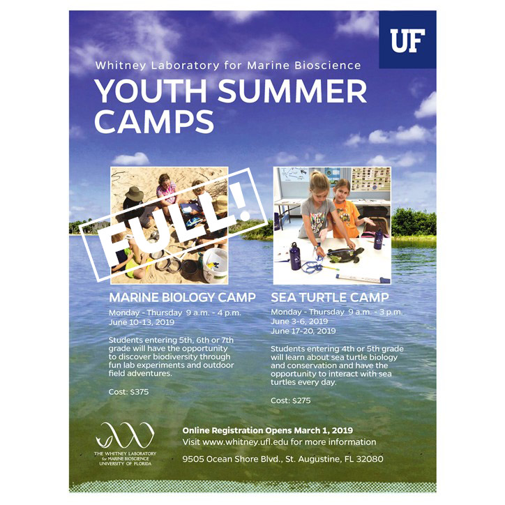 Articles - Registration Open for 2019 Marine Biology and Sea Turtle