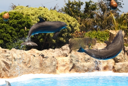 Marine Biology Camps for Teens | Synonym