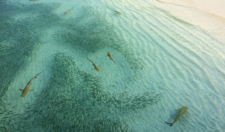 Get Your Feet Wet With These 9 Marine Biology Internships...