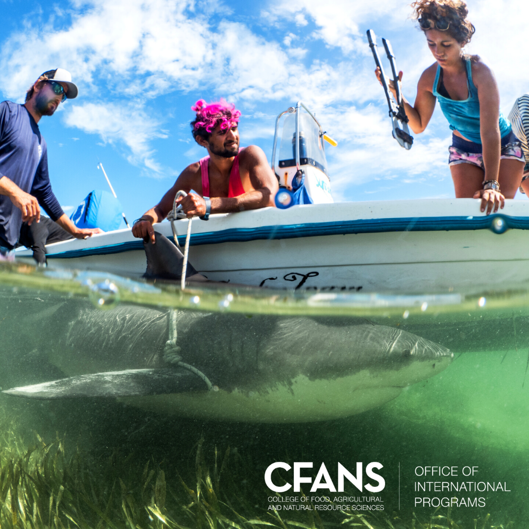 Bahamas: Marine Biology and Shark Ecology in 2021 | Study abroad