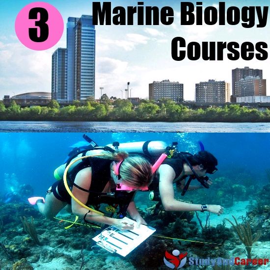 Top 3 Marine Biology Courses In The US | Marine biology, Biology course