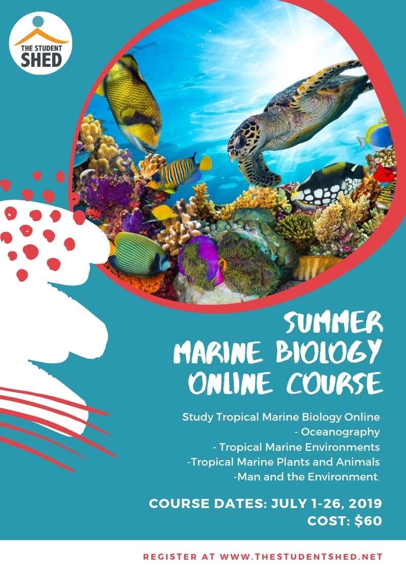 Bahamas Summer Programs 2019 | The Student Shed