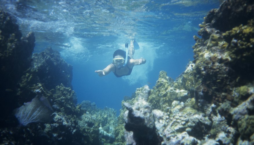 Marine Biology Summer Camps for Teens | How To Adult