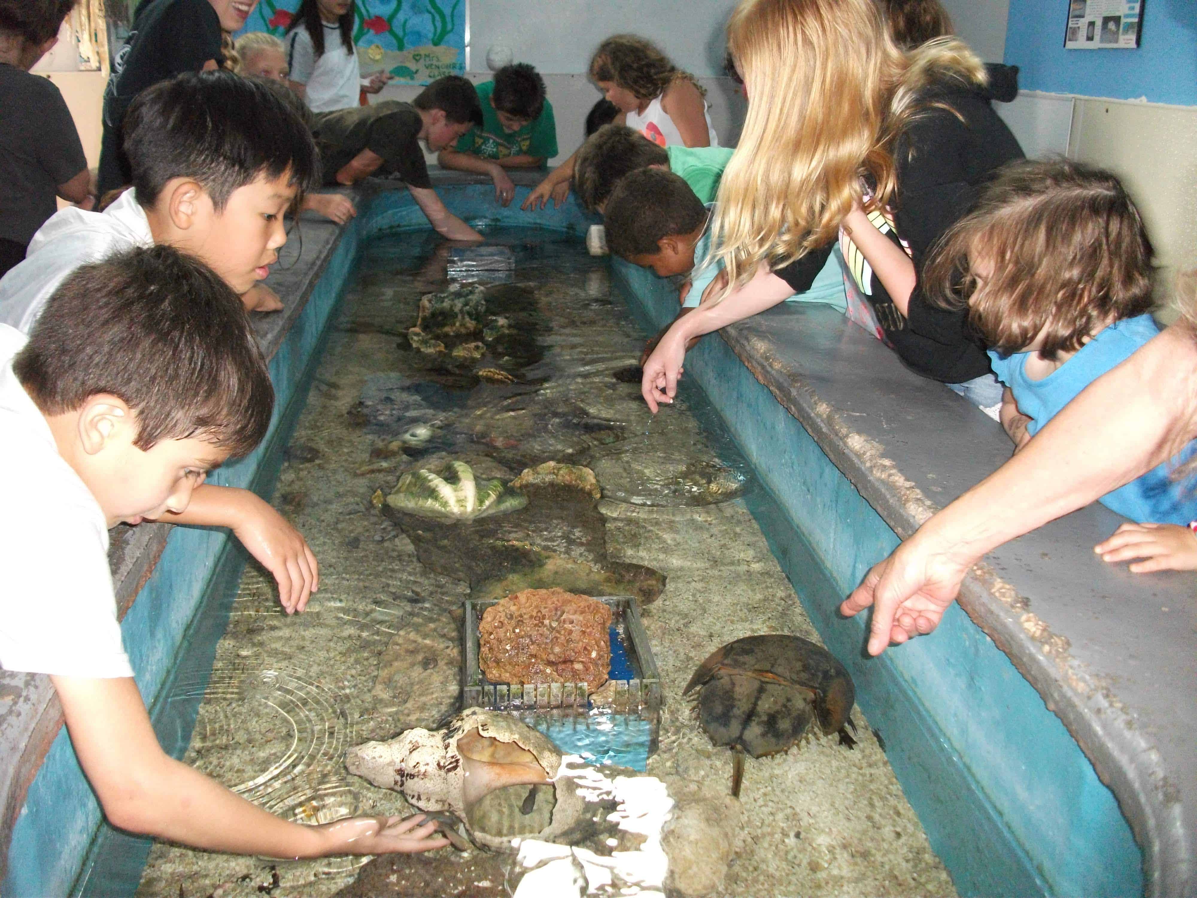 Marine Biology Week at Summer Camp a Big Hit! - CLC Tutoring