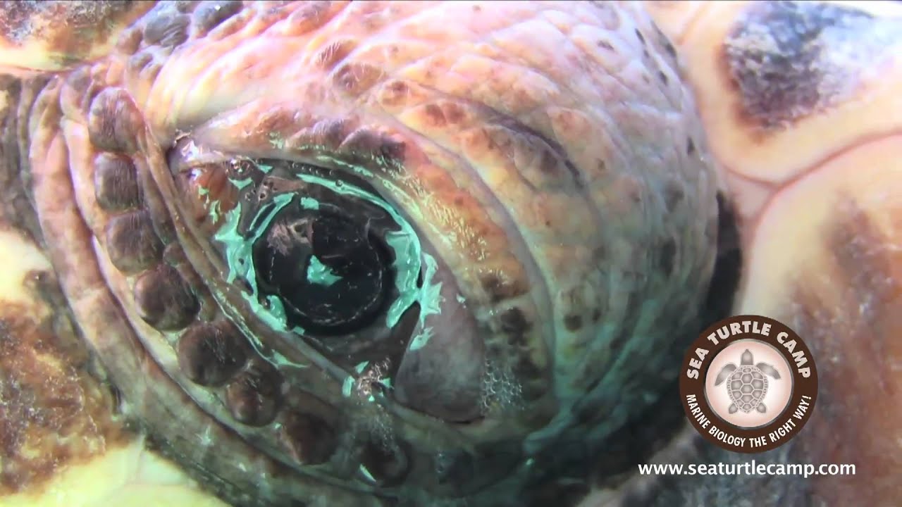 Sea Turtle Camp - Summer Marine Biology Teen Adventure - YouTube