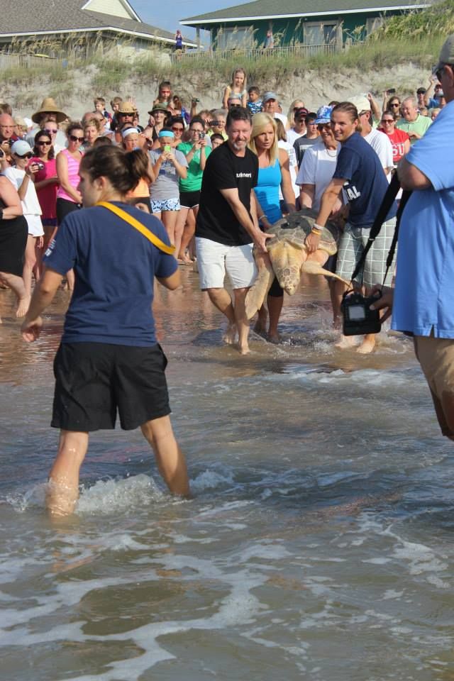Releasing Lea the loggerhead with a satellite tag | Marine biology