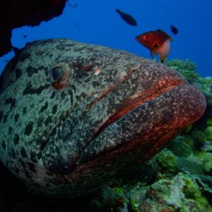 Marine Biology Summer Camps and Programs for Teens | ActionQuest