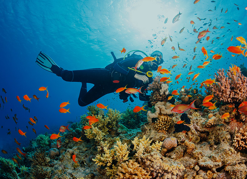 Marine Biology - Bing images