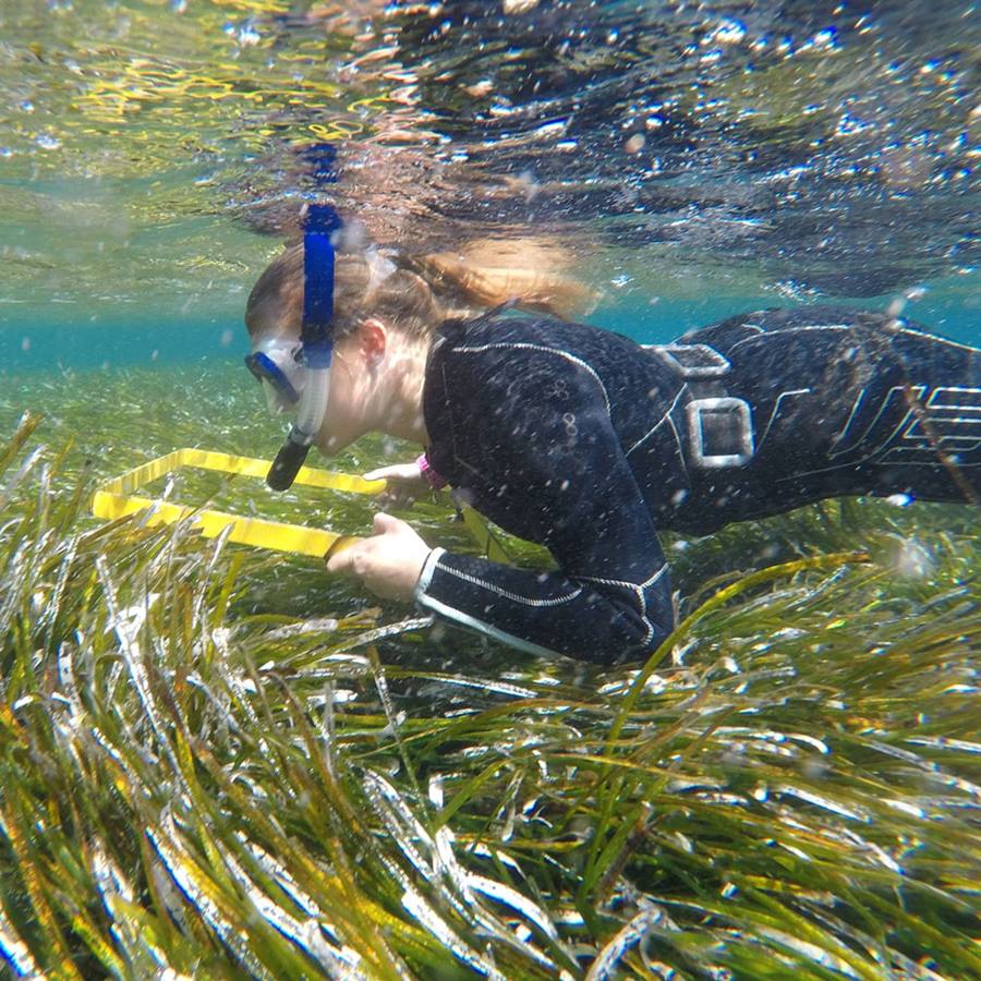 Marine Biology - Definition, Careers and Major | Biology Dictionary