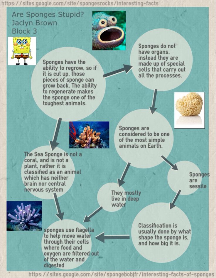 Pin by Jaclyn Brown on Marine Biology Block 3 | Fun facts, Marine