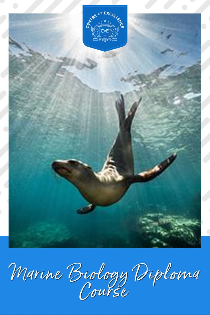 Marine Biology Course - Online Diploma | Study Subfields Too in 2021