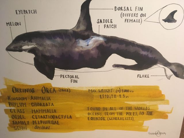 WHY I STUDY MARINE BIOLOGY