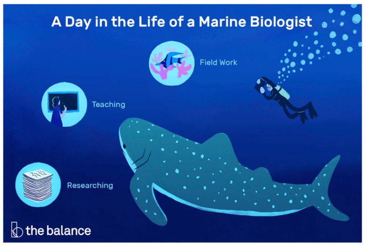 Guide to Marine Biology as a career – THE WARRIOR WORD