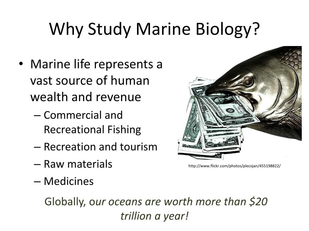 PPT - Marine Biology PowerPoint Presentation, free download - ID:4506674