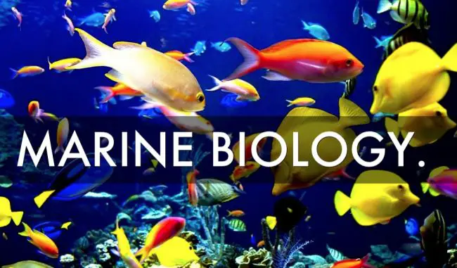 Best Marine Biology Colleges - 2022 HelpToStudy.com 2023